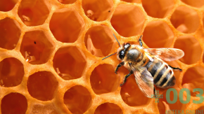 Пчелиный мед с живицей 500 гр