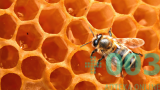 Пчелиный мед чернокленовый 500 гр
