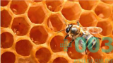 Пчелиный мед акациевый 300 гр